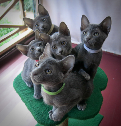 Kittens at 10 weeks